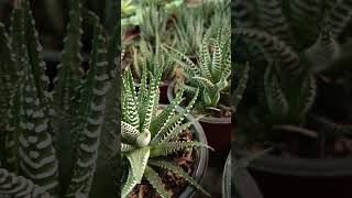 Haworthia fasciata  Indoor plants 🌵 nature indoorplants gardening [upl. by Farrow]