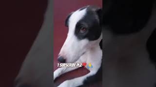 streetdog dog comady doglover love cute funnycomadyvideo labardor funnyvlog vasunavik [upl. by Ragucci44]