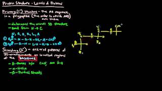 Protein Structure Part 1 of 4  Levels of Protein Structure [upl. by Eenyaj]