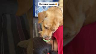 Meri maa 🥰  labra rubi  youtubeshorts shorts labrador dog emotional cute maa trending [upl. by Persis]