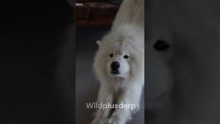 quotFluffy charm with a smile that shines bright Meet the Samoyed 🐾❄️quot viral puppy share pets [upl. by Tihom755]