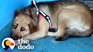 Rescue Dog Hides In The Corner Until The Right Person Comes Along  The Dodo Faith  Restored [upl. by Oric]