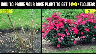 Do This And Get 500 More Flowers On Your Rose Plants With Updates [upl. by Attenaj]