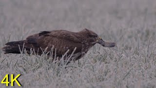 Common Buzzard  CLOSE UPS In Flight Catching Eating Mice [upl. by Procora]