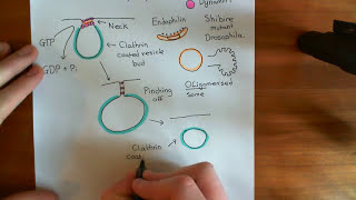 Clathrin Mediated Endocytosis and The Endocytic Pathway Part 6 [upl. by Elcin297]