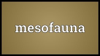 Mesofauna Meaning [upl. by Ijok65]