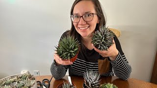 2 Best Ways to Propagate Haworthia Succulents FAST  Angels Grove Gardening [upl. by Okihcim]