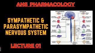 ANS Pharmacology  PSNS Vs SNS  Lecture 1  By Muneeb ur Rehaman [upl. by Wernda]