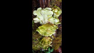 Trametes versicolor [upl. by Ddahc269]