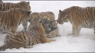 Chubby Siberian Tigers Hunt Electronic Bird of Prey [upl. by Neemsaj]