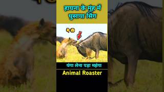 इनके जीवन में पैदा होते ही मुसीबतें शुरू होती है shorts facts animalroaster [upl. by Ynney]