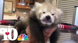 New baby red panda born at Zoo Knoxville [upl. by Frankie]