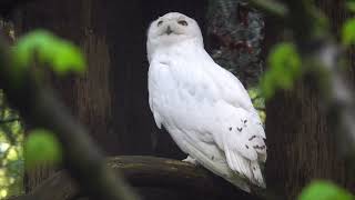 Snowy Owls Arrive At Zoo [upl. by Cavanagh493]