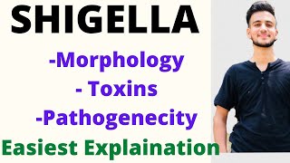 Shigella microbiology Shigella pathogenesis  shigella toxin  shigellosis [upl. by Anirt]