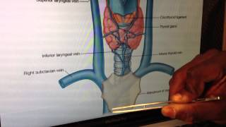 Larynx Anatomy 5 of 5 Vessels Nerves amp Basic Clinical Anatomy  Head and Neck Anatomy 101 [upl. by Allistir]