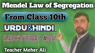 Mendels Law of Segregation  Monohybrid cross  law of segregation  Inheritance Mendel experiment [upl. by Anatolio]