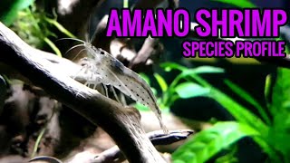 Amano Shrimp  species profile [upl. by Ttegdirb]