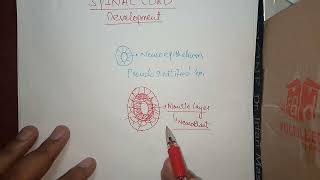 CNS Embryology Lec no2 Spinal Cord Development Neuroepithelium Langman Embryology [upl. by Amarillas]