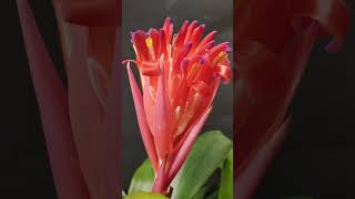 BROMELIAD PLANT shorts short shortvideo bromeliads [upl. by Livesay613]