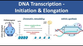 DNA Transcription Initiation amp Elongation  In Prokaryotes amp Eukaryotes  Biochemistry [upl. by Jedd]