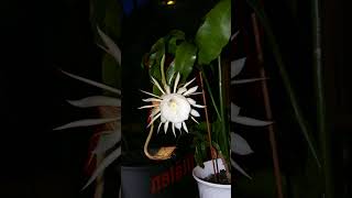 Orchid Cacti Climbing Cacti Leaf Cacti Genus Epiphyllum  Observed in Description [upl. by Anialram187]