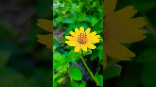 How to grow and take care of WedeliaCreeping daisy at home shorts youtubeshorts [upl. by Jonas]