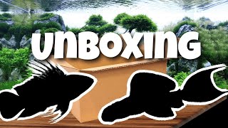 UNBOXING de POISSONS amazoniens [upl. by Tayler331]