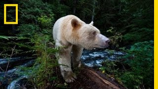 National Geographic Live  Capturing the Spirit Bear  Nat Geo Live [upl. by Radborne]