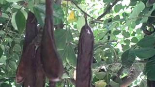 How to Harvest Fresh Raw Carob Pods out of a Ceratonia Siliqua Tree [upl. by Yvehc]