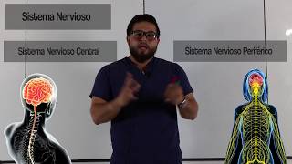 Anatomía  Neuroanatomía Introducción  Sistema Nervioso [upl. by Neerbas]