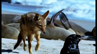 Cape Fur Seal Pups vs Black Back Jackalls  Dune  BBC Earth [upl. by Juno]