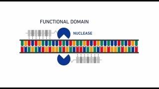 Genome editing with GeneArt® Precision TALs [upl. by Gunzburg164]