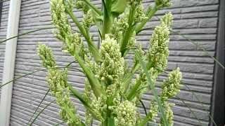 Beaucarnea recurvata blossoms 35 31 years old [upl. by Tiersten817]