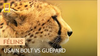 Usain Bolt vs guépard  qui serait le plus rapide [upl. by Nylsaj]