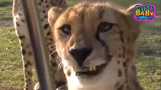 Cheetah Meowing are Super Cute  Cheetah Meow Sound [upl. by Nosac]