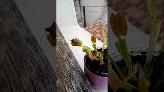 Punaise vs plante carnivore qui va gagner duel animals insectes vent asmr [upl. by Diarmuid982]