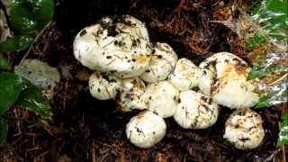 Wild Matsutake Mushroom Foraging in the Pacific Northwest [upl. by Hatokad215]