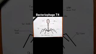 Easy bacteriophage T4 diagram [upl. by Nerej]