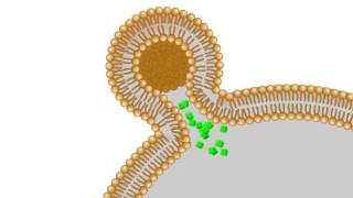 A model of the interaction between your cells and liposomes [upl. by Engracia905]