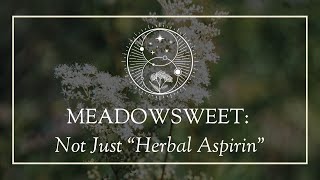 Meadowsweet Not Just “Herbal Aspirin” [upl. by Brader]