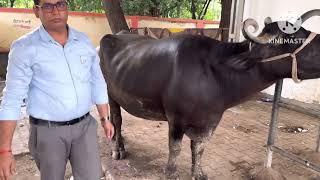 Black Quarter  BQ Cow  Treatment Protocol  veterinary practice video [upl. by Ahsenal833]