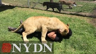 Lioness reunited with adoptive dad [upl. by Stichter]