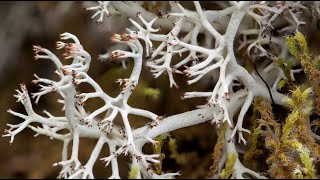 Introduction to Lichen and Bryophytes mosses liverworts and hornworts of Western Washington [upl. by Yrallam]