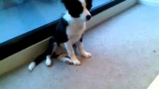 Border Collie Puppy  4 Months [upl. by Ledniahs]