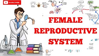 Female Reproductive System  Anatomy  Physiology [upl. by Liuqnoj273]