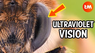 10 THINGS You Didnt Know About BEES 🐝 [upl. by Grindle]