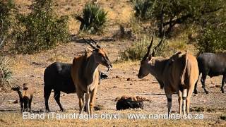 Eland at Klopperfontein waterhole Kruger Park [upl. by Florette782]