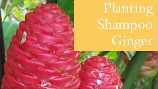 Planting Shampoo Ginger [upl. by Meingoldas]