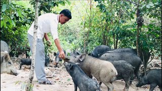 Feeding Of Wild Boars wildboar boars wildanimals wildlife animals viral trending fyp [upl. by Nalyd9]