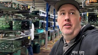 Thousands of Rare Aquarium Fish at MASSIVE Wholesaler  Aquarium Glaser Tour [upl. by Godbeare]